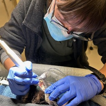 A member of our team cleaning a cat’s teeth during a dental procedure