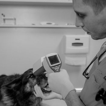 A small dog being scanned for a microchip