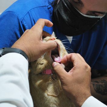 A veterinarian examining a kitten before surgery