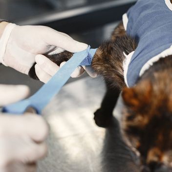 A veterinary surgical team preparing for a procedure