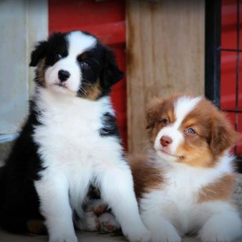 Two fluffy puppies, one black and white and one red and white, sitting side by side