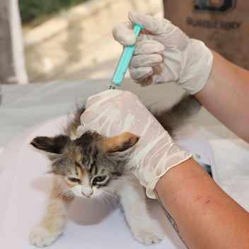 A kitten receiving a vaccination from a veterinarian
